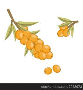 Sea buckthorn sprig in watercolor style. Sea buckthorn isolated on a white background. Vector flat drawing of juicy berries.