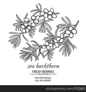 sea buckthorn vector set. sea buckthorn vector set on white background