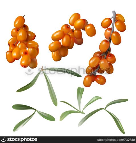 Sea buckthorn, yellow ripe berries and green leaves, set isolated on white background. Collection of juicy sea-buckthorn fruit, design element for packaging cosmetics, food, tea and medical oil. Sea buckthorn, yellow berries and green leaves
