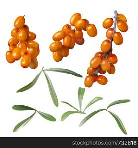 Sea buckthorn, yellow ripe berries and green leaves, set isolated on white background. Collection of juicy sea-buckthorn fruit, design element for packaging cosmetics, food, tea and medical oil. Sea buckthorn, yellow berries and green leaves