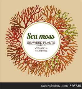 sea moss frame on color background. sea moss frame