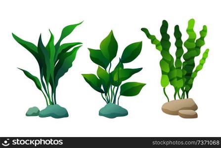Sea or decorative aquarium algae vector illusatration set isolated on white. Seaweed or water plant with wavy, wide or straight leaves fixed on stone.. Set or Decorative Aquarium Algae oe Seaweed Poster