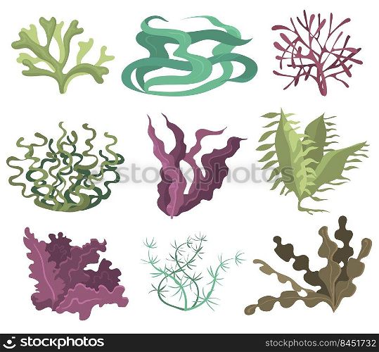 Sea seaweeds set. Green purple and brown algae isolated on white background. Vector illustrations collection for ocean life, sea plant, underwater flora, nature concept