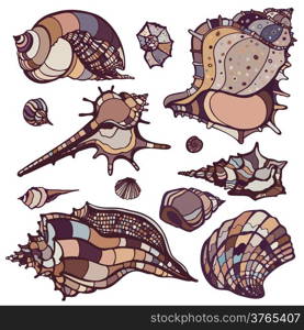 Sea shells collection. Hand drawn vector illustration