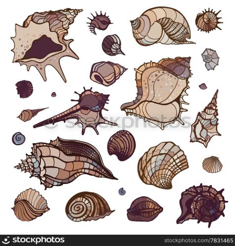 Sea shells collection. Hand drawn vector illustration