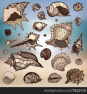 Sea shells collection. Hand drawn vector illustration. Sea background.