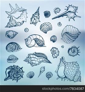 Sea shells collection. Hand drawn vector illustration. Sea background.