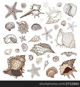 Sea shells collection. Handdrawn vector illustration