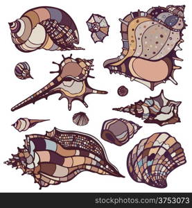 Sea shells collection. Handdrawn vector illustration