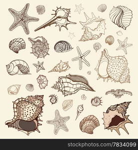 Sea shells collection. Handdrawn vector illustration