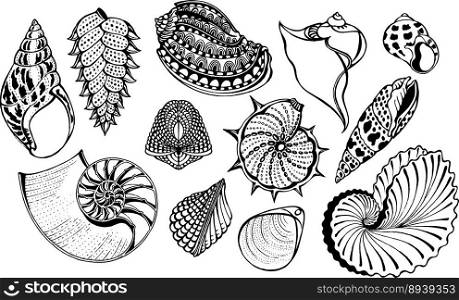 Sea shells vector image
