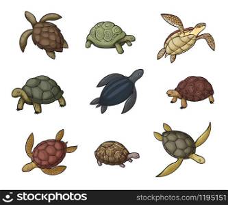 Sea turtle, tortoise and terrapin cartoon icons of wild animals. Vector reptiles with shells, feet or flippers, tails, green, black and brown carapaces, land and water turtles of zoo, wildlife design. Sea turtle animal, tortoise and terrapin icons