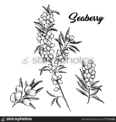 Seaberry branches hand drawn vector illustration. Hippophae twigs ink pen sketch. Black and white clipart. Sea buckthorn outline drawing. Seaberry cliparts set with lettering. Isolated design elements. Seaberry branches hand drawn ink pen sketch