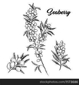 Seaberry branches hand drawn vector illustration. Hippophae twigs ink pen sketch. Black and white clipart. Sea buckthorn outline drawing. Seaberry cliparts set with lettering. Isolated design elements. Seaberry branches hand drawn ink pen sketch