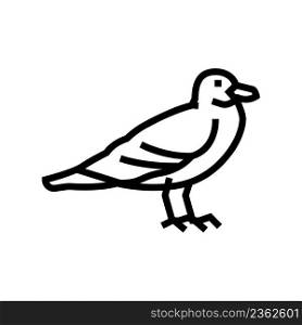 seagull bird line icon vector. seagull bird sign. isolated contour symbol black illustration. seagull bird line icon vector illustration