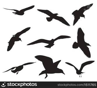 Seagull Set Silhouettes on the white background