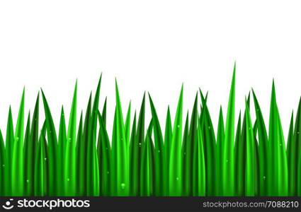Seamless border with green grass on a white background with drops of dew. Vector element for frames, banners and for your design.. Seamless border with green grass on a white background with drops of dew.