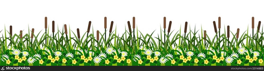Seamless grass, reeds and flowers. Green summer grassland with river reeds, chamomiles and yellow flowera on hite background. Design element, flat cartoon style. Vector illustration