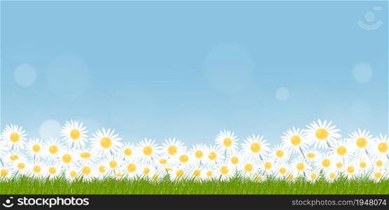 Seamless pattern grass field on summer nature background with chamomiles flowers and blue sky,
