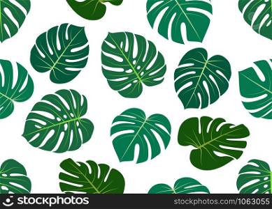 Seamless pattern of leaves Monstera isolated on white background.