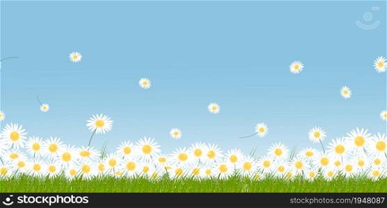 Seamless pattern white daisy with green field and blue sky on Springtime background.Vector Endless Summer natural backgdrop of grass land with chamomiles flower flying on clear sky