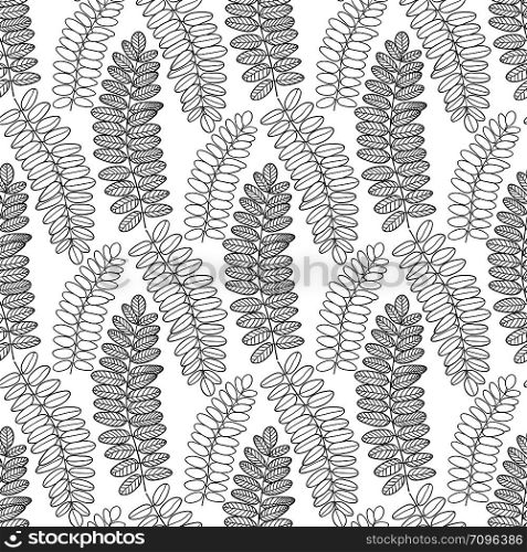 Seamless pattern with acacia leaves. Line art Vector background for packaging, textile and fabric.. Seamless pattern with acacia leaves. Line art Vector background for packaging, textile and fabric design