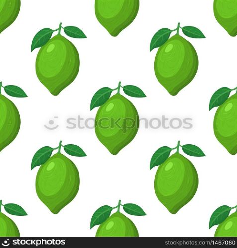 Seamless pattern with fresh bright exotic whole lime fruit on white background. Summer fruits for healthy lifestyle. Organic fruit. Cartoon style. Vector illustration for any design.