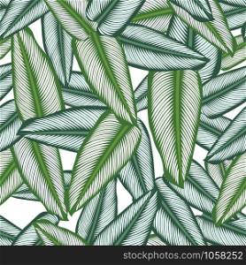 Seamless pattern with tropical leaves: calathea ornata, jungle leaf seamless vector pattern white background. Swimwear botanical design.
