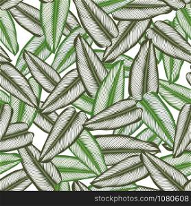 Seamless pattern with tropical leaves: calathea ornata, jungle leaf seamless vector pattern white background. Swimwear botanical design. Vector.