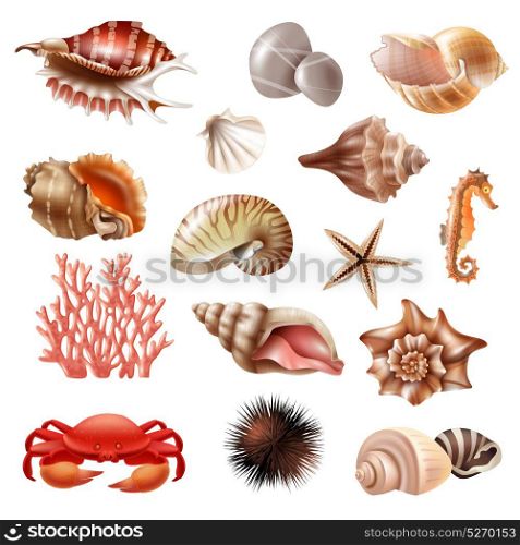 Seashell Realistic Set. Realistic set of different beautiful seashells and other sea animals isolated on white background vector illustration