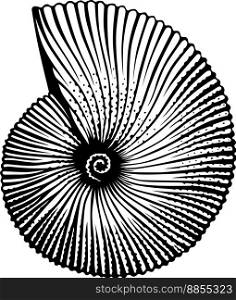 Seashell vector image