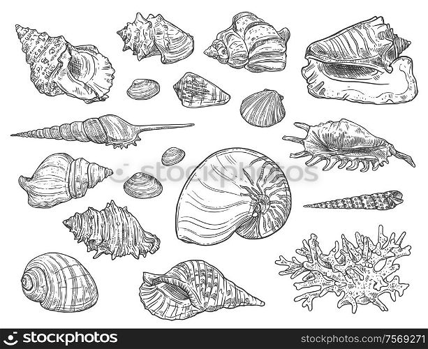 Seashells and corals. Vector isolated monochrome ocean mollusks sketches. Exotic shells, cockles and turret, scallop. Corals and seashells isolated sketches
