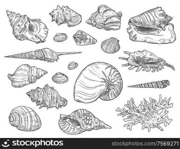 Seashells and corals. Vector isolated monochrome ocean mollusks sketches. Exotic shells, cockles and turret, scallop. Corals and seashells isolated sketches