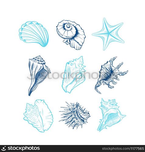 Seashells hand drawn vector illustrations set. Underwater animals, starfish, sea urchin blue ink engravings isolated on white background. Oceanic fauna, spiral shaped conch drawings. Tattoo, sticker. Seashells freehand vector illustrations set