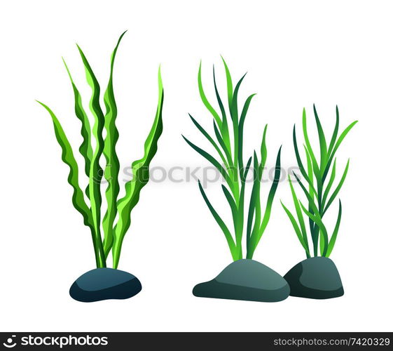 Seaweed for aquarium sketch vector Illustration. Hand drawn tall ...