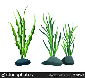 Seaweed for aquarium sketch vector Illustration. Hand drawn tall underwater marine algae plants with long leaves on stones isolated on white icons. Seaweed for aquarium sketch vector Illustration