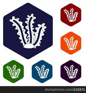Seaweed icons set hexagon isolated vector illustration. Seaweed icons set hexagon