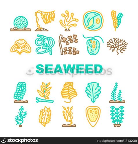 Seaweed Sea Underwater Plant Icons Set Vector. Padina And Japanese Kelp, Sargassum Horneri And Arthrospira Plantesis, Undaria Plumose And Egagropylus Linnaeus Ocean Grow Herb Line. Color Illustrations. Seaweed Sea Underwater Plant Icons Set Vector