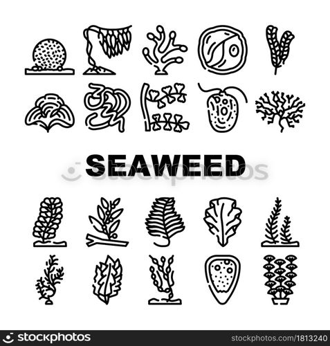 Seaweed Sea Underwater Plant Icons Set Vector. Padina And Japanese Kelp, Sargassum Horneri And Arthrospira Plantesis, Undaria Plumose And Egagropylus Linnaeus Ocean Grow Herb Contour Illustrations. Seaweed Sea Underwater Plant Icons Set Vector