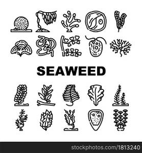 Seaweed Sea Underwater Plant Icons Set Vector. Padina And Japanese Kelp, Sargassum Horneri And Arthrospira Plantesis, Undaria Plumose And Egagropylus Linnaeus Ocean Grow Herb Contour Illustrations. Seaweed Sea Underwater Plant Icons Set Vector