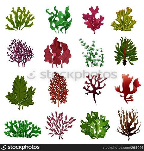 Seaweed set. Sea plants, ocean algae and aquarium kelp. Underwater seaweeds vector isolated set. Seaweed set. Sea plants, ocean algae and aquarium kelp. Underwater seaweeds vector isolated collection