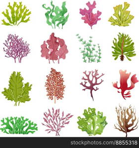 Seaweed set sea plants ocean algae and aquarium vector image