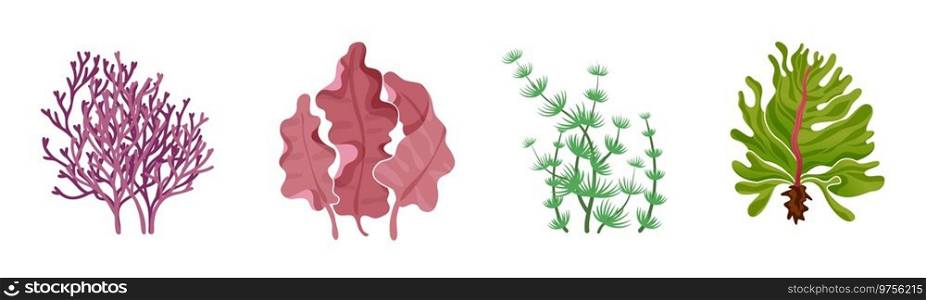 Seaweed. Underwater flora collection. Natural green and red seaweeds, aquarium algae, sea ocean and river exotic leaves, creative decoration. Vector cartoon hand drawn isolated on white background set. Seaweed. Underwater flora collection. Natural green and red seaweeds, aquarium algae, sea ocean and river exotic leaves, creative decoration. Vector cartoon hand drawn isolated set