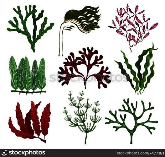 Seaweeds colorful flat set with 9 red brown green algae species against white background isolated vector illustration