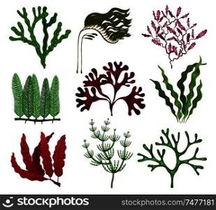 Seaweeds colorful flat set with 9 red brown green algae species against white background isolated vector illustration