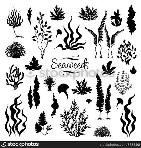 Seaweeds silhouettes. Underwater coral reef, hand drawn sea kelp plant, isolated marine weeds outdoor ocean. Vector set sketch aquarium seaweeds. Seaweeds silhouettes. Underwater coral reef, hand drawn sea kelp plant, isolated marine weeds. Vector sketch aquarium seaweeds