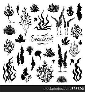 Seaweeds silhouettes. Underwater coral reef, hand drawn sea kelp plant, isolated marine weeds outdoor ocean. Vector set sketch aquarium seaweeds. Seaweeds silhouettes. Underwater coral reef, hand drawn sea kelp plant, isolated marine weeds. Vector sketch aquarium seaweeds