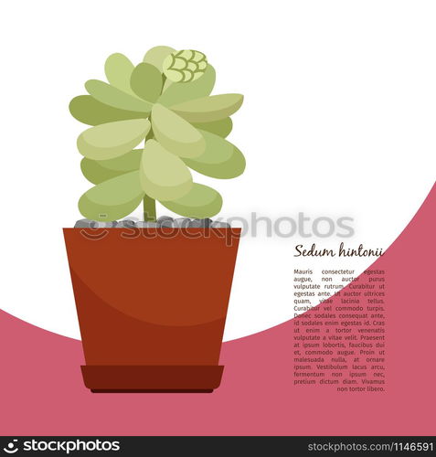 Sedum hintonii indoor plant in pot banner template, vector illustration. Sedum hintonii plant in pot banner