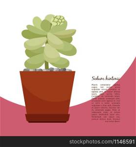 Sedum hintonii indoor plant in pot banner template, vector illustration. Sedum hintonii plant in pot banner