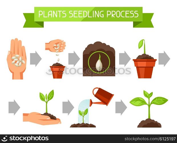 Seedling infographics with phases of plant growth. Image for advertising booklets, banners, flayers and articles.